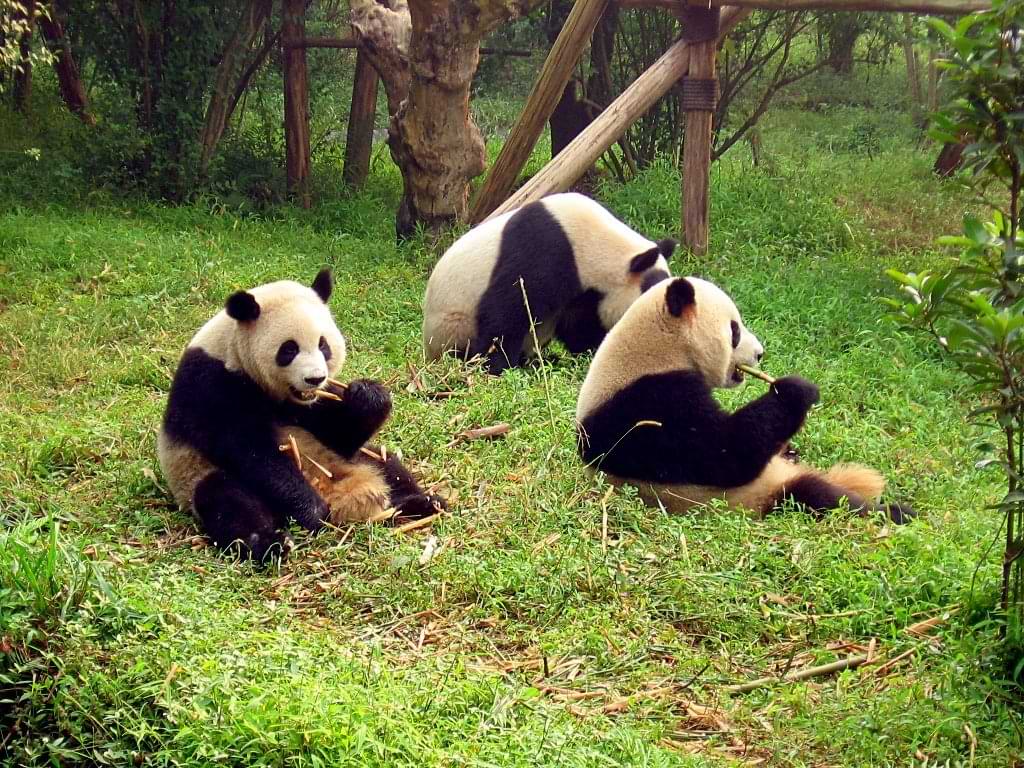 panda-esterco-de-panda-an-yanshi